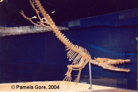 Esqueleto da Baleia Georgiacetus 