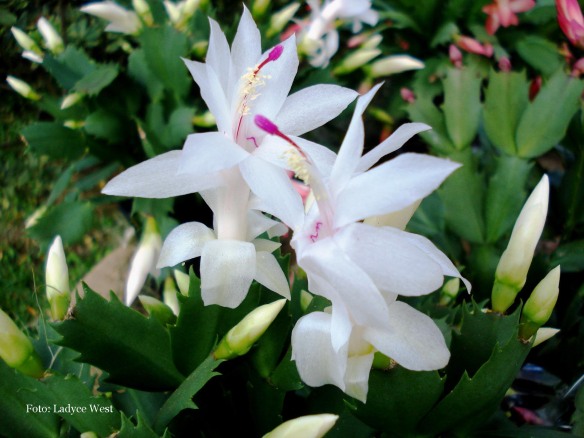 Flor de maio, flor de seda: cactus tropical | Peregrinacultural's Weblog
