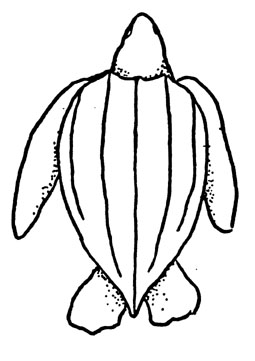 Tartaruga de couro, desenho esquemático de sua carapaça.