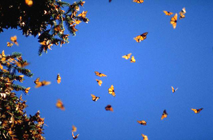 monarch-butterfly-migration
